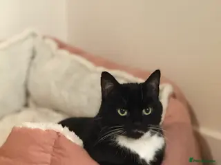 Mixed Breed cats Free to good home -indoor cats - Advert 1