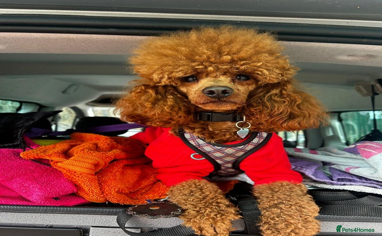 Miniature Poodle dogs - Advert 1