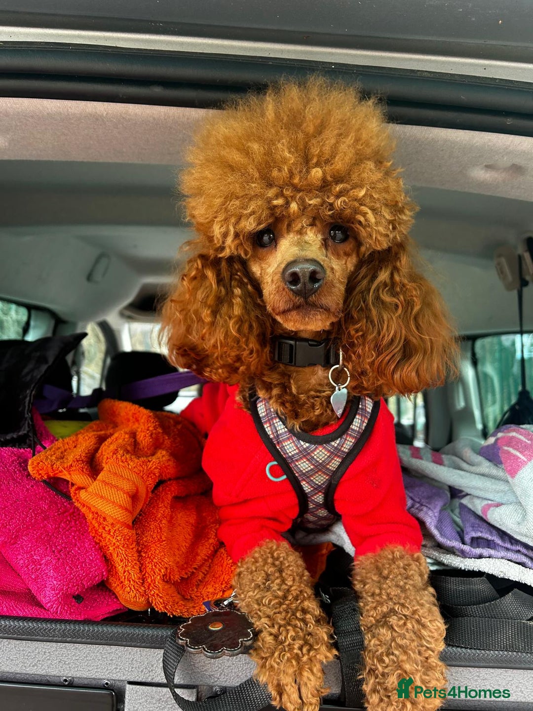 Miniature Poodle dogs for stud: K.C. Reg Miniture Poodle  - Image 1