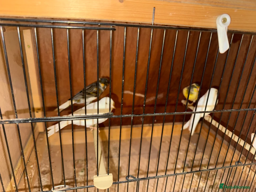 Canaries birds for sale: Canaries  - Advert 1