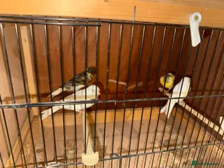 Canaries birds Canaries - Advert 2