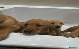 Labrador Retriever dogs for sale: Beautiful kc reg Labrador pups - Image 6