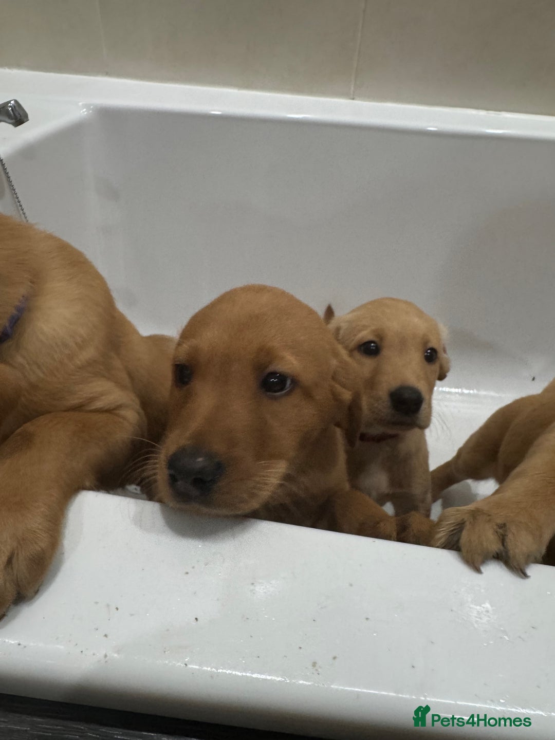 Labrador Retriever dogs for sale: Beautiful kc reg Labrador pups - Image 6