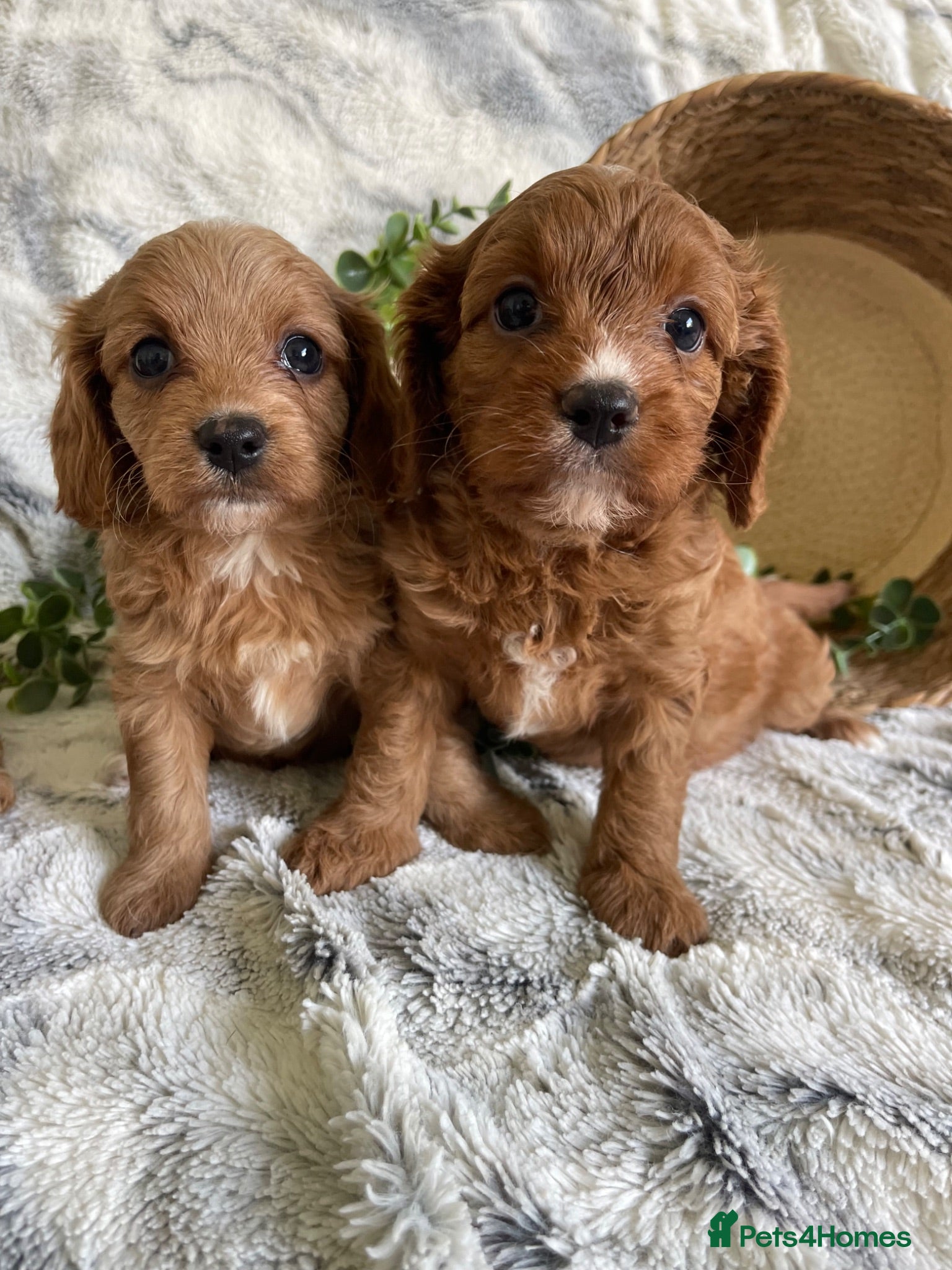 Cavapoo dogs EXTENSIVELY DNA TESTED TOY CAVAPOOS - Advert 1
