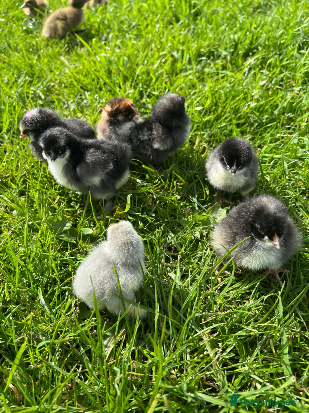 Chickens poultry for sale: 8x Week Old PURE BREED Chicks for sale! - Advert 8