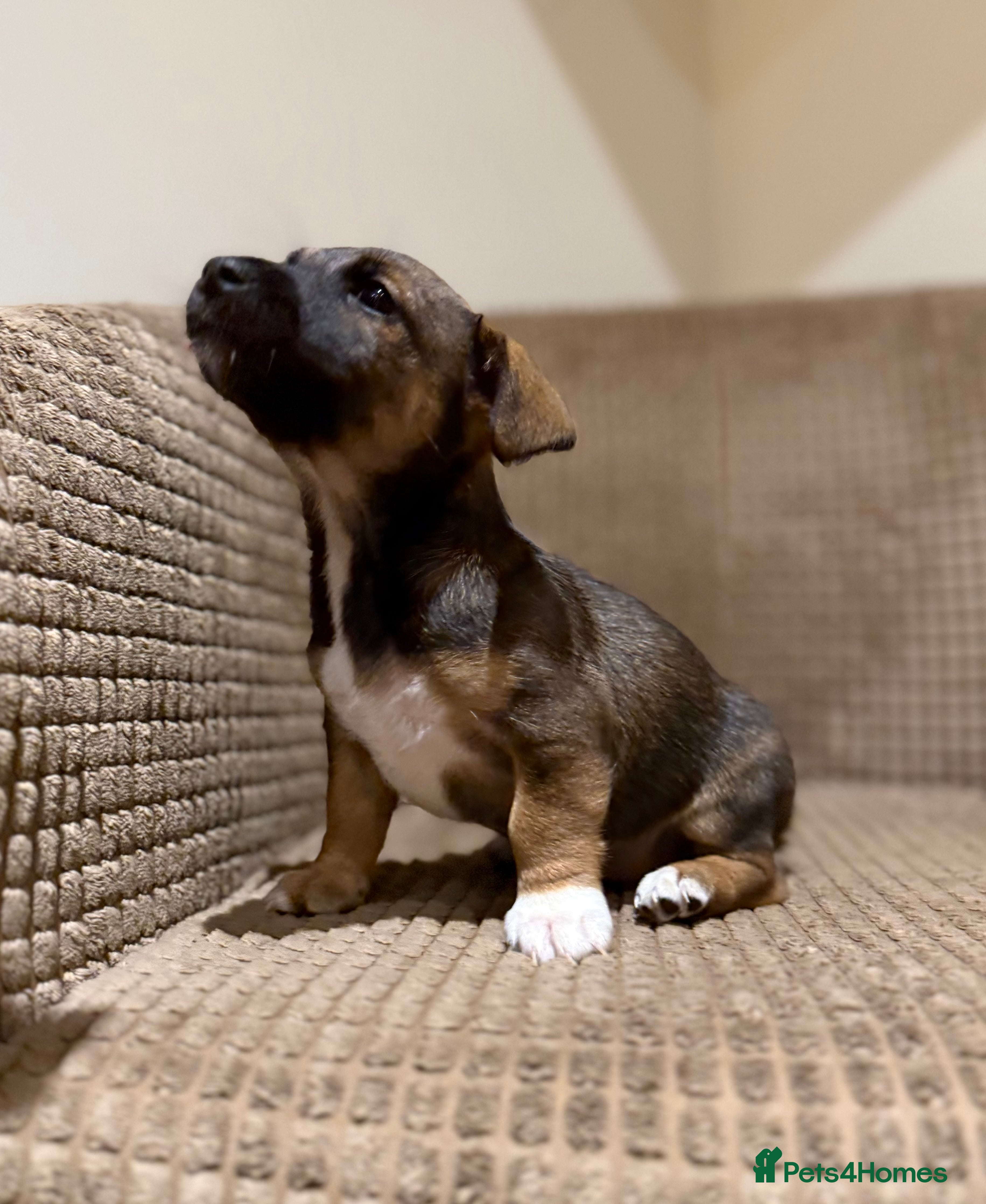 Jack Russell dogs Gorgeous miniature Jack Russel puppies ready now - Advert 1