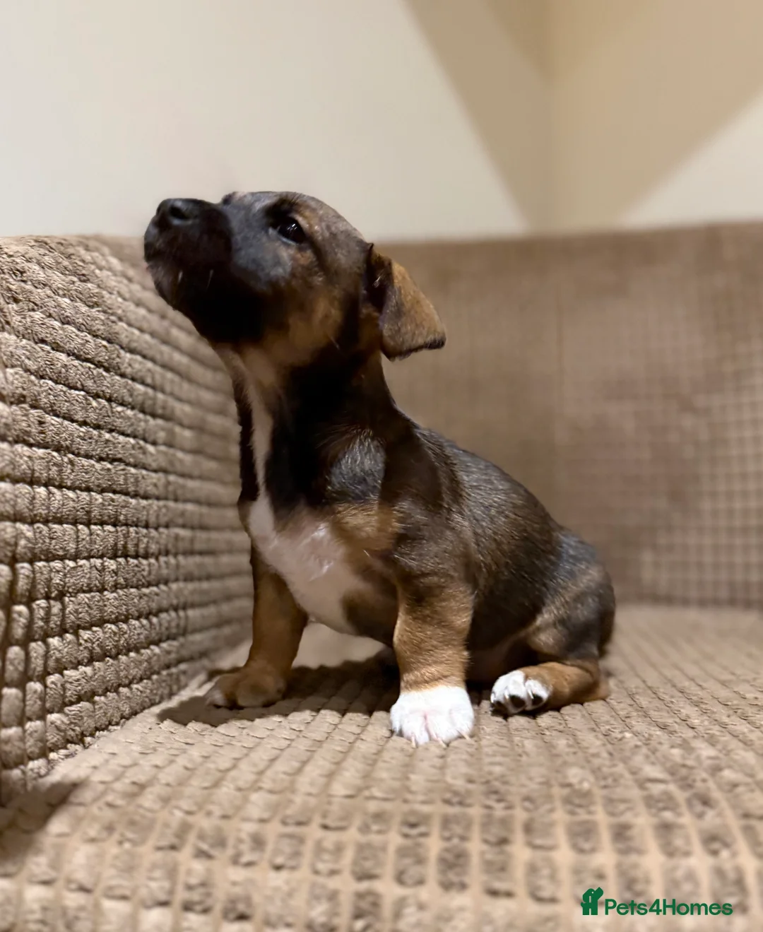 Jack Russell dogs for sale: Gorgeous miniature Jack Russel puppies ready now - Advert 1