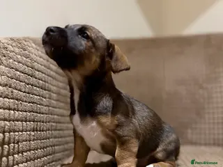 Jack Russell dogs Gorgeous miniature Jack Russel puppies ready now - Advert 1