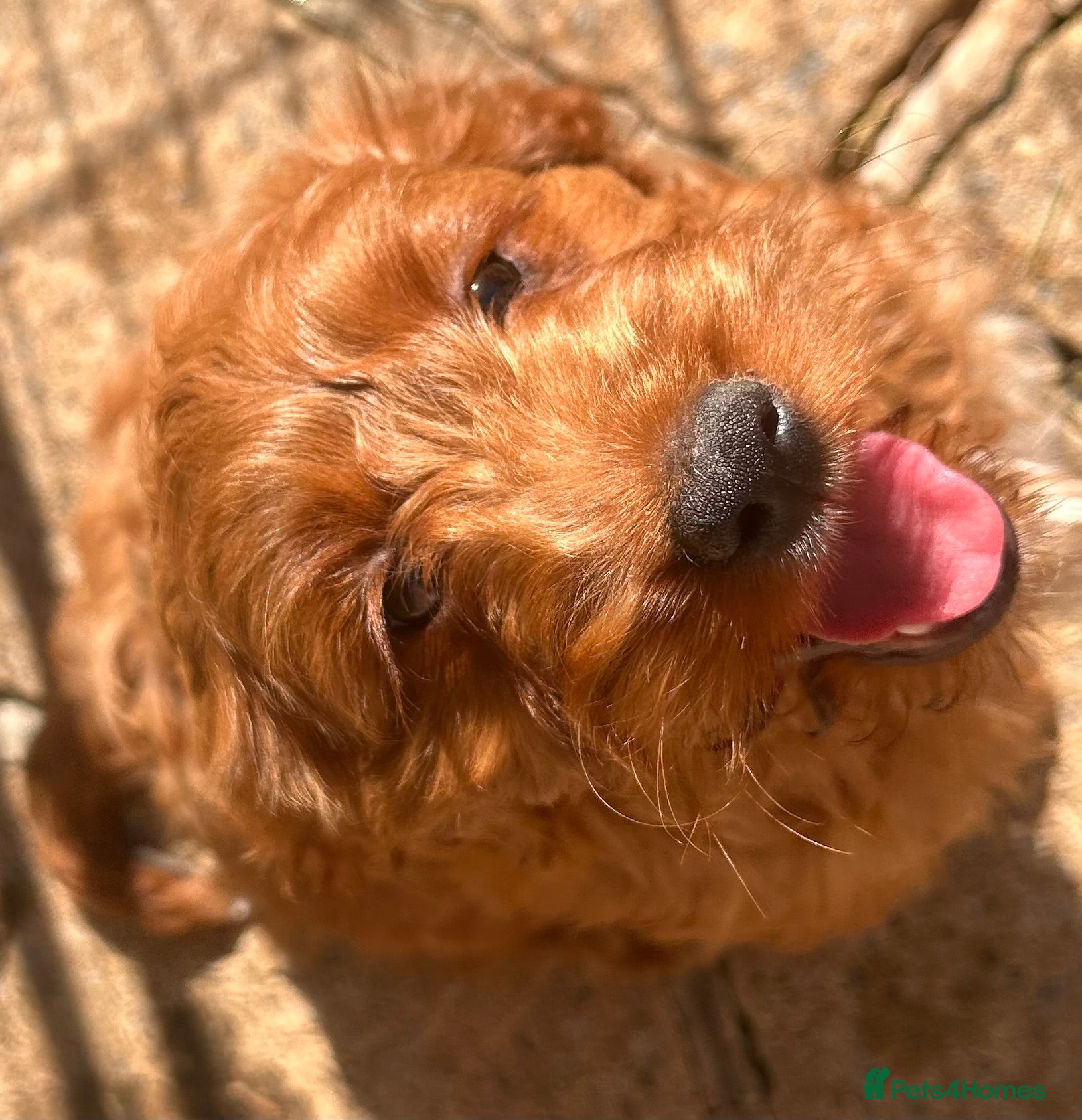Cockapoo dogs for sale: READY NOW! RED F1 HEALTH-CHECKED TOY COCKAPOOS - Advert 12