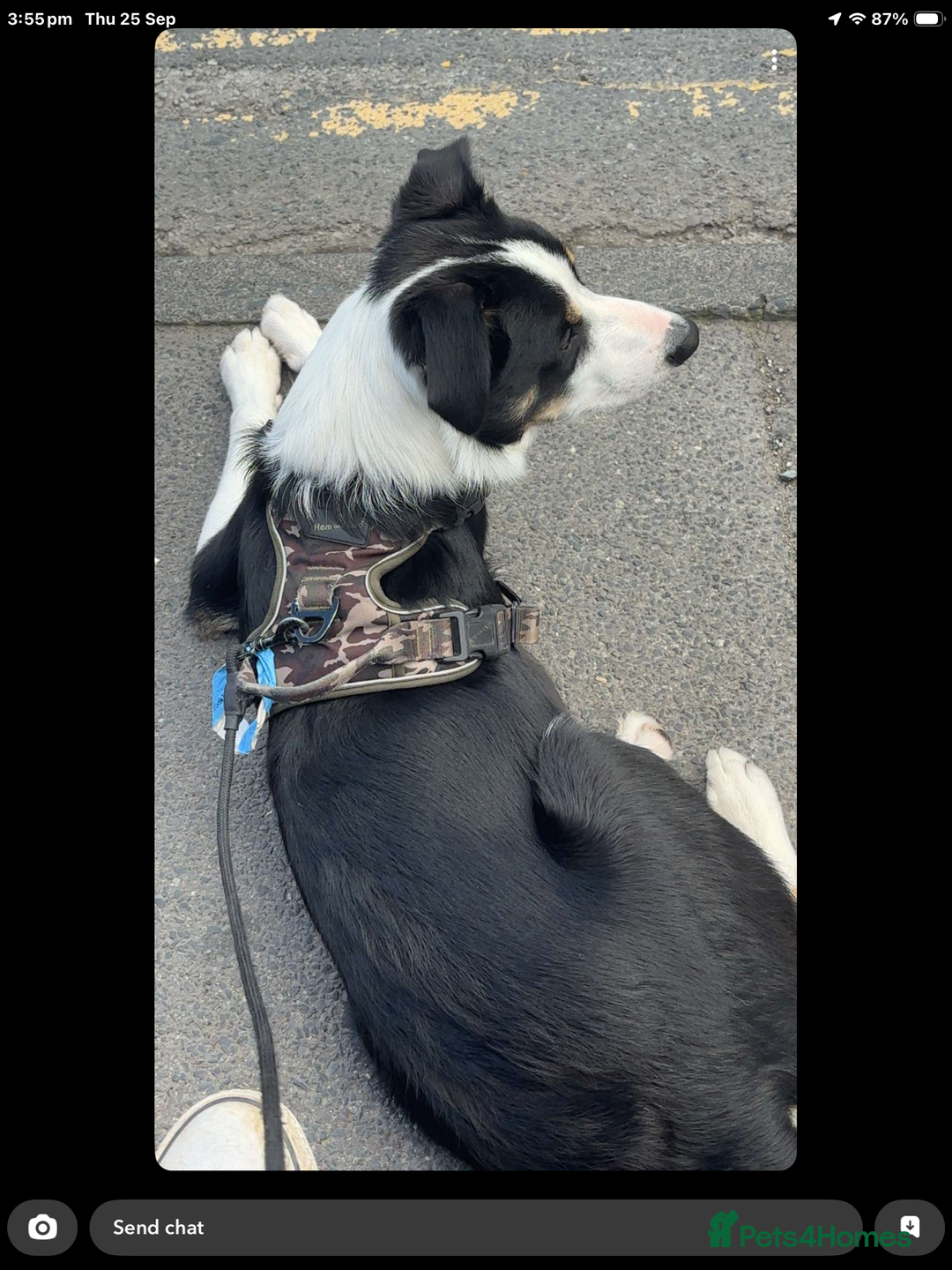 Border Collie dogs for sale: Border collie 11 months old trained - Advert 5