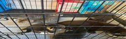 Mixed Breed cats for sale: Kittens ready for their forever home!  - Advert 2