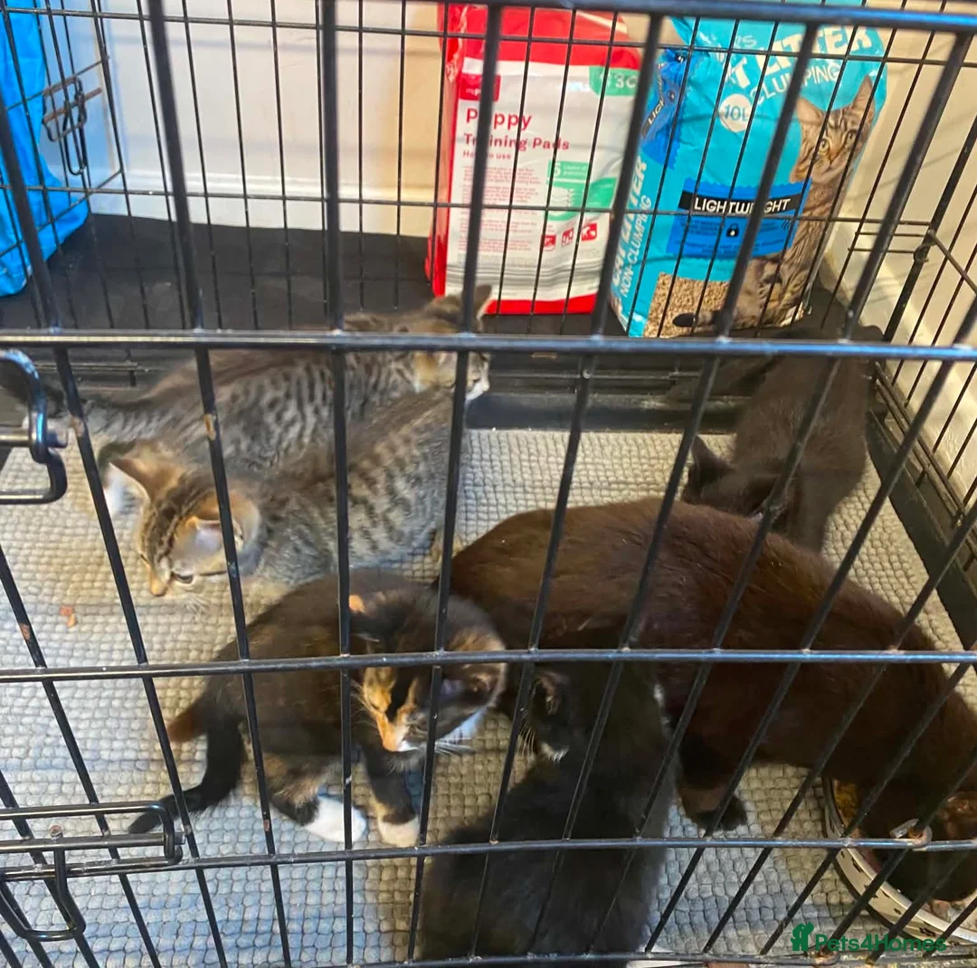 Mixed Breed cats for sale: Kittens ready for their forever home!  - Advert 2