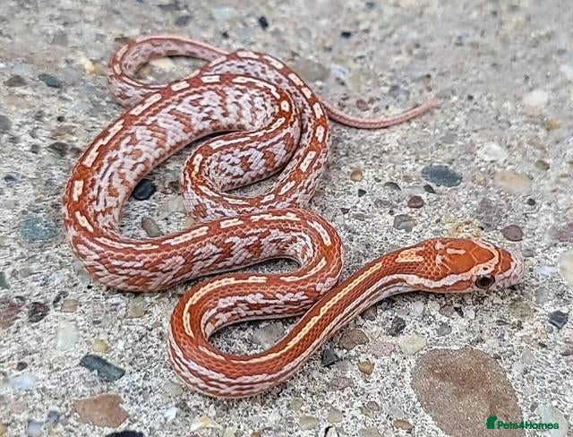 Corn Snake reptiles 2026 corn snakes - Advert 17
