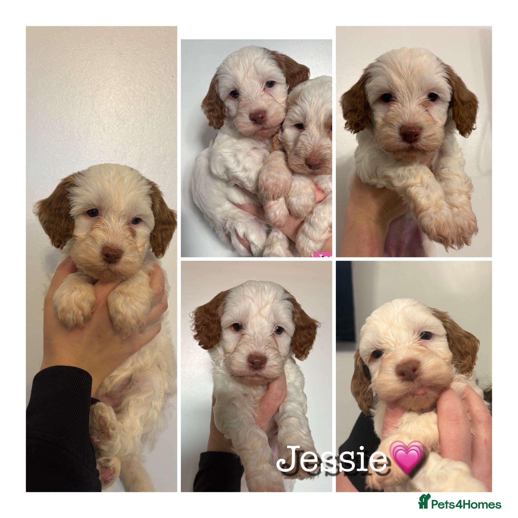 Cockapoo dogs 🐶🐾 Cockapoo puppies 🐶🐾 - Advert 10