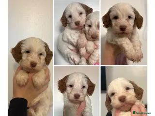 Cockapoo dogs 🐶🐾 Cockapoo puppies 🐶🐾 - Advert 10