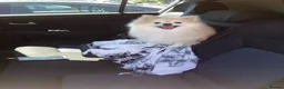 Pomeranian dogs for sale: Tyson - Advert 5