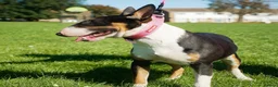 English Bull Terrier dogs for sale: Stunning KC Registered English Bullterrier Puppies - Advert 13