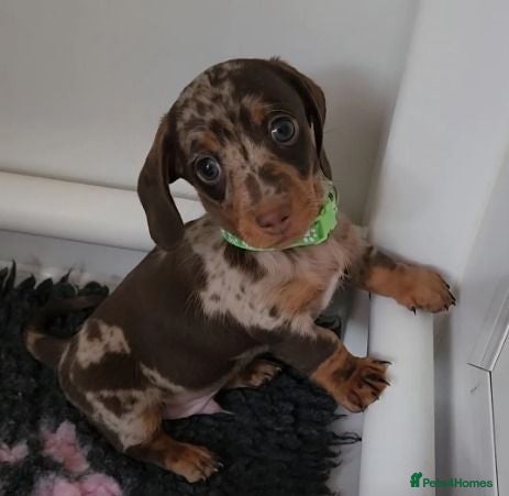 Miniature Dachshund dogs Beautiful Miniature Dachshund Puppies - Advert 2