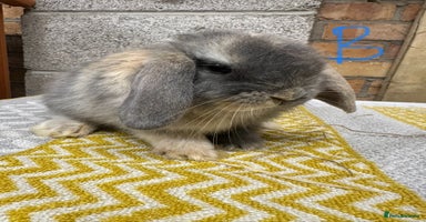 Mini Lop rabbits Mini Lop Rabbits For Sale  - Advert 5