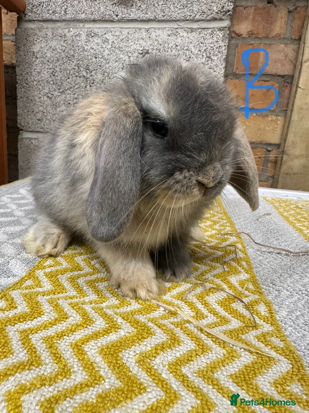 Mini Lop rabbits for sale: Mini Lop Rabbits For Sale  - Advert 2