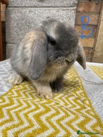 Mini Lop rabbits Mini Lop Rabbits For Sale - Advert 2