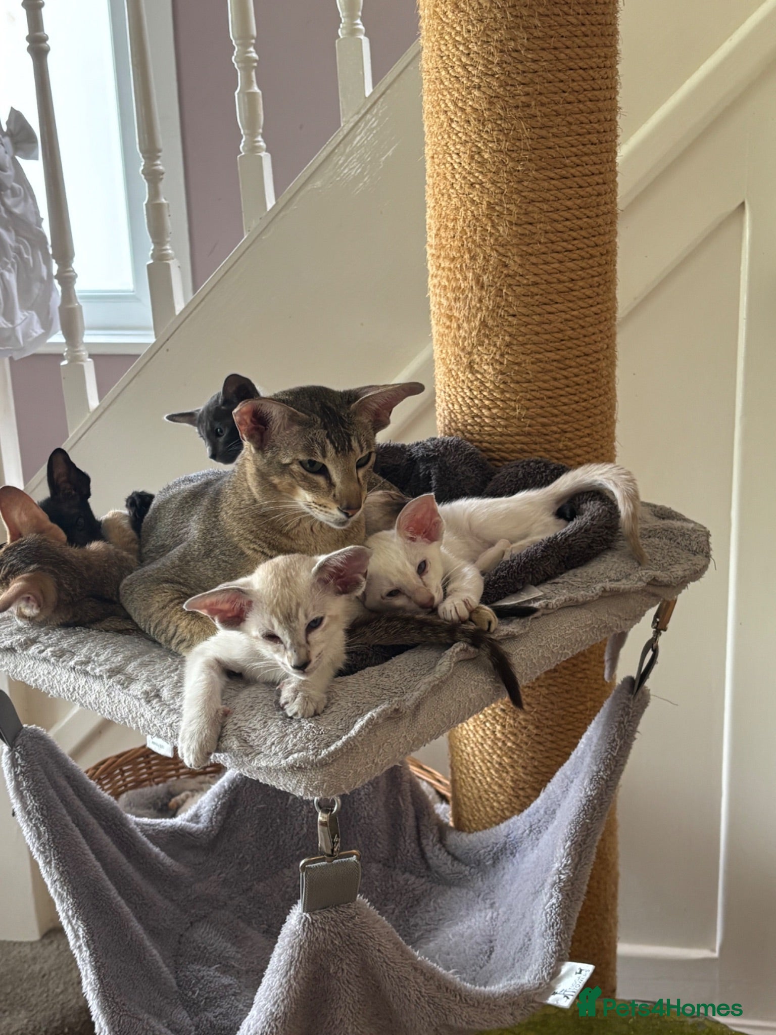 Siamese cats Siamese and oriental - Advert 14