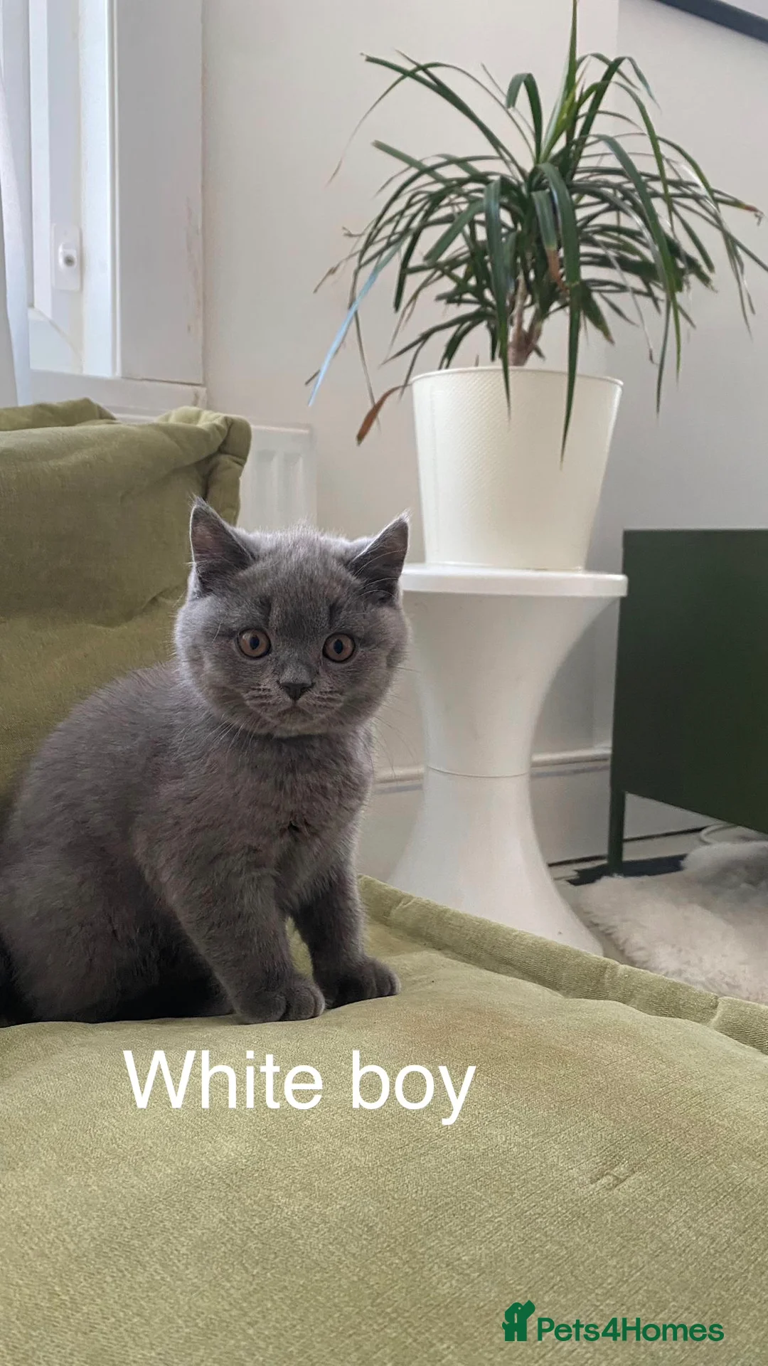 British Shorthair cats for sale: GCCF registered British shorthair kittens  - Advert 1