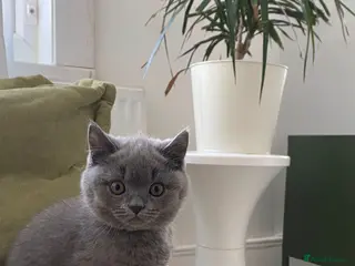 British Shorthair cats GCCF registered British shorthair kittens - Advert 3