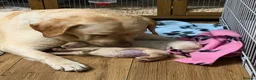 Labrador Retriever dogs for sale: 5 beautiful male labradors in Caerphilly - Advert 18