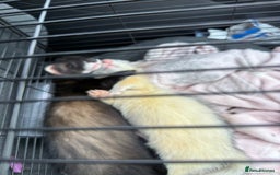 Ferret rodents for sale: Two ferret kits 15-17 weeks - Image 3