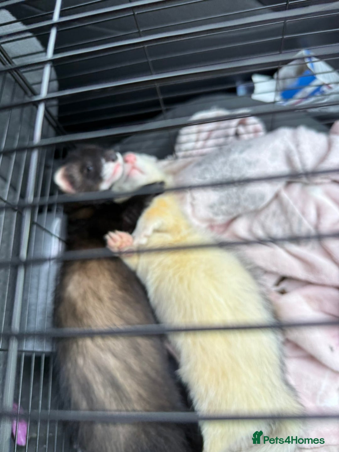 Ferret rodents for sale: Two ferret kits 15-17 weeks - Image 3