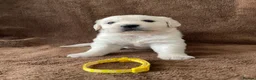 Golden Retriever dogs for sale: 7 Beautiful Golden retriever puppies  - Advert 9