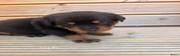 Rottweiler dogs for sale: Outstanding Rottweiler Puppies - Advert 8