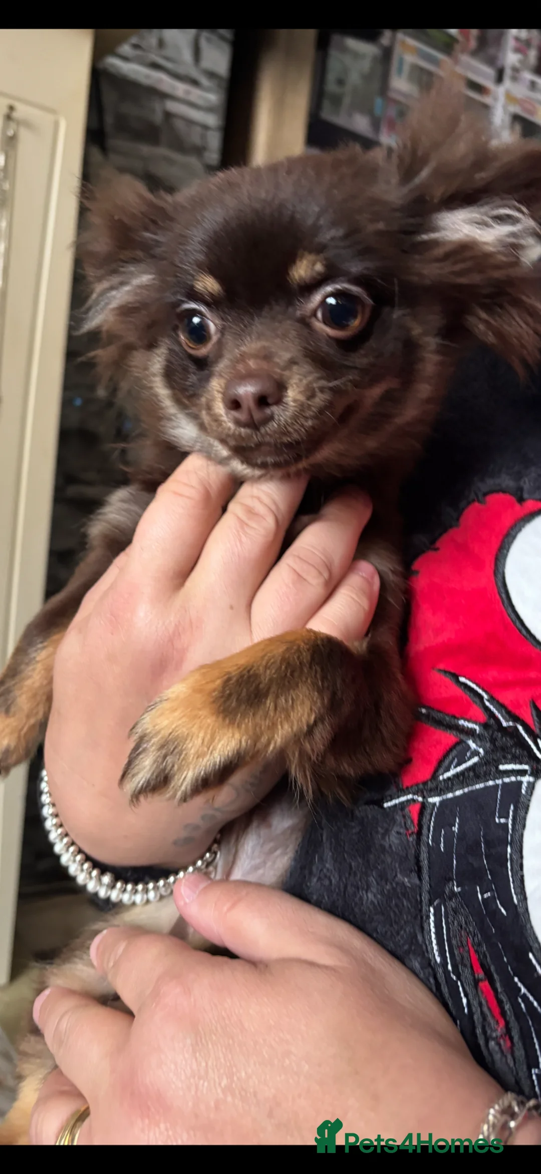 Chihuahua dogs for sale: Beautiful Chocolate Female Chihuahua  - Advert 9