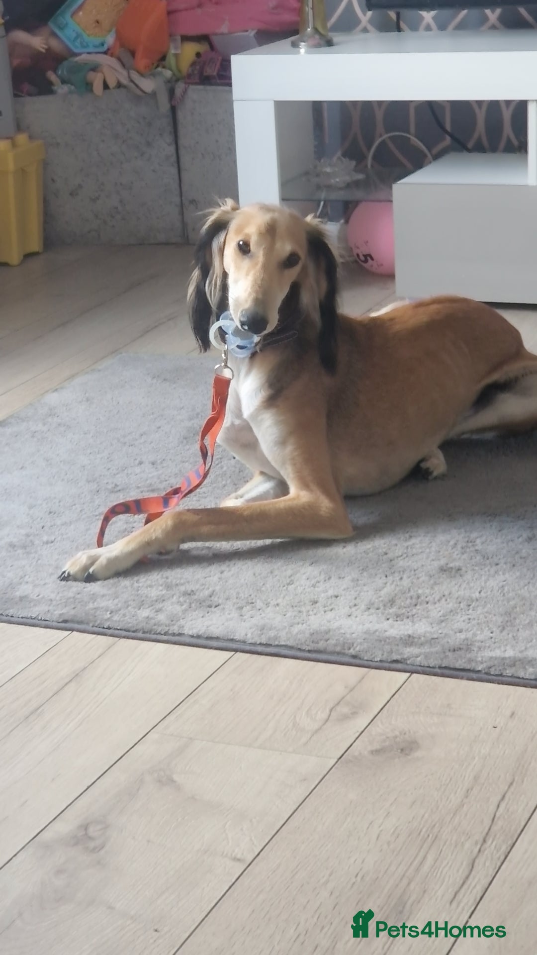 Saluki dogs for sale: 3 year old saluki girl - Image 6