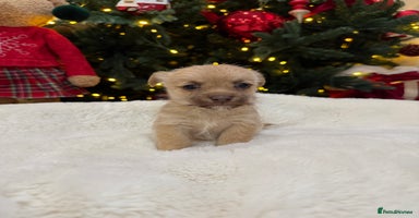 Jack Russell dogs Much Wenlock Jack Russell Pups  - Advert 2