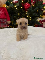 Jack Russell dogs Much Wenlock Jack Russell Pups - Advert 2