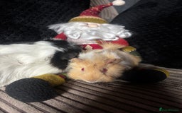 Guinea Pig rodents for sale: 2 beautiful funky girls - Advert 12