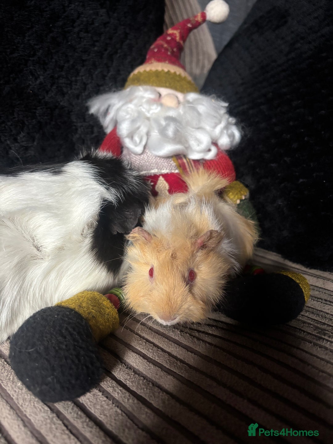 Guinea Pig rodents for sale: 2 beautiful funky girls - Advert 12