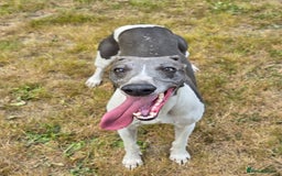 Whippet dogs for sale: Kc reg whippet litter - Image 2