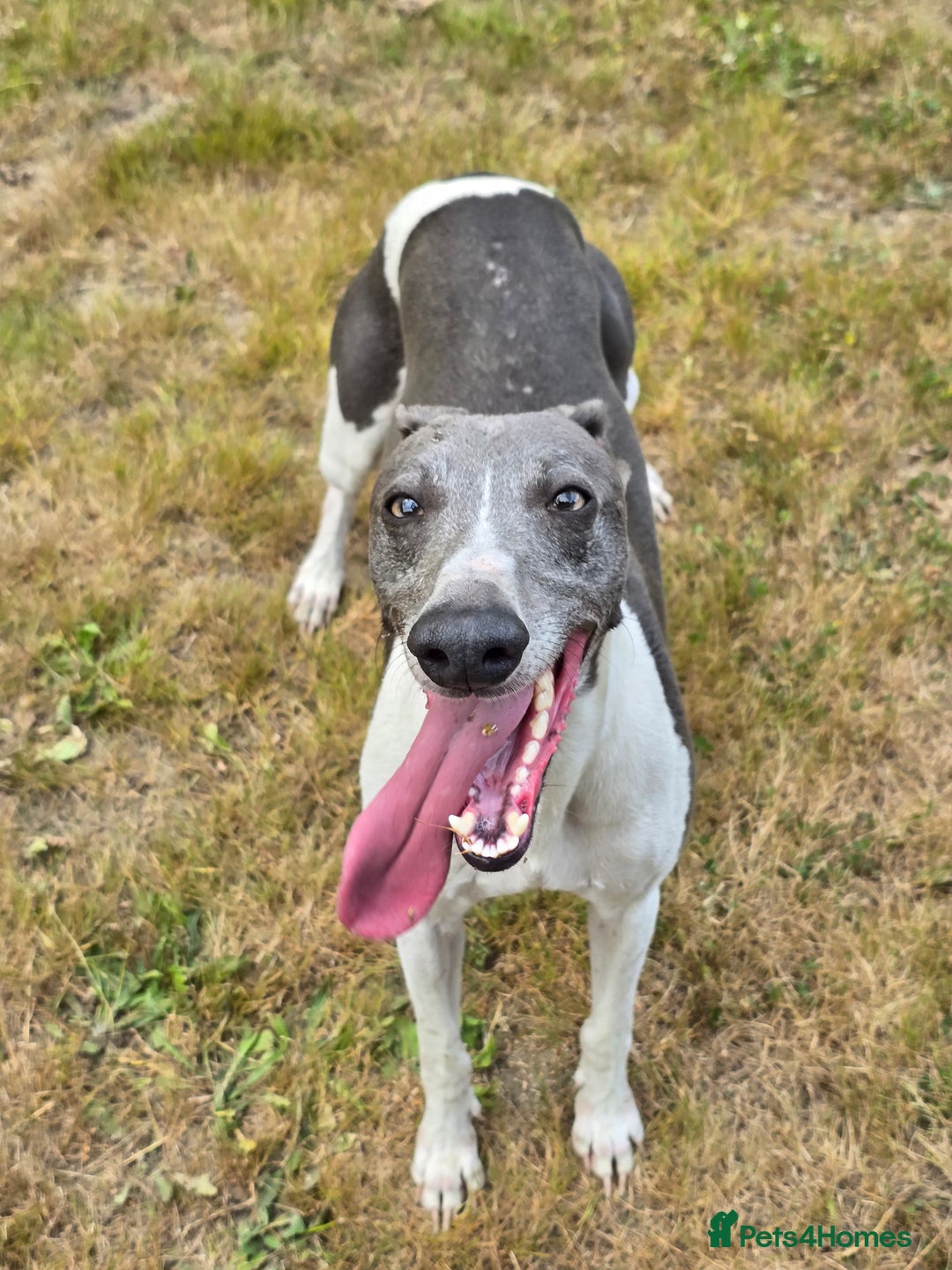 Whippet dogs for sale: Kc reg whippet litter - Image 2