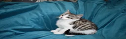 Mixed Breed cats for sale: 6 Gorgeous kittens for sale - Advert 9