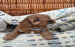 Cockapoo dogs for sale: ❤️ Tiny Deep Red Miniature F1b Cockapoo Pup's  - Image 26