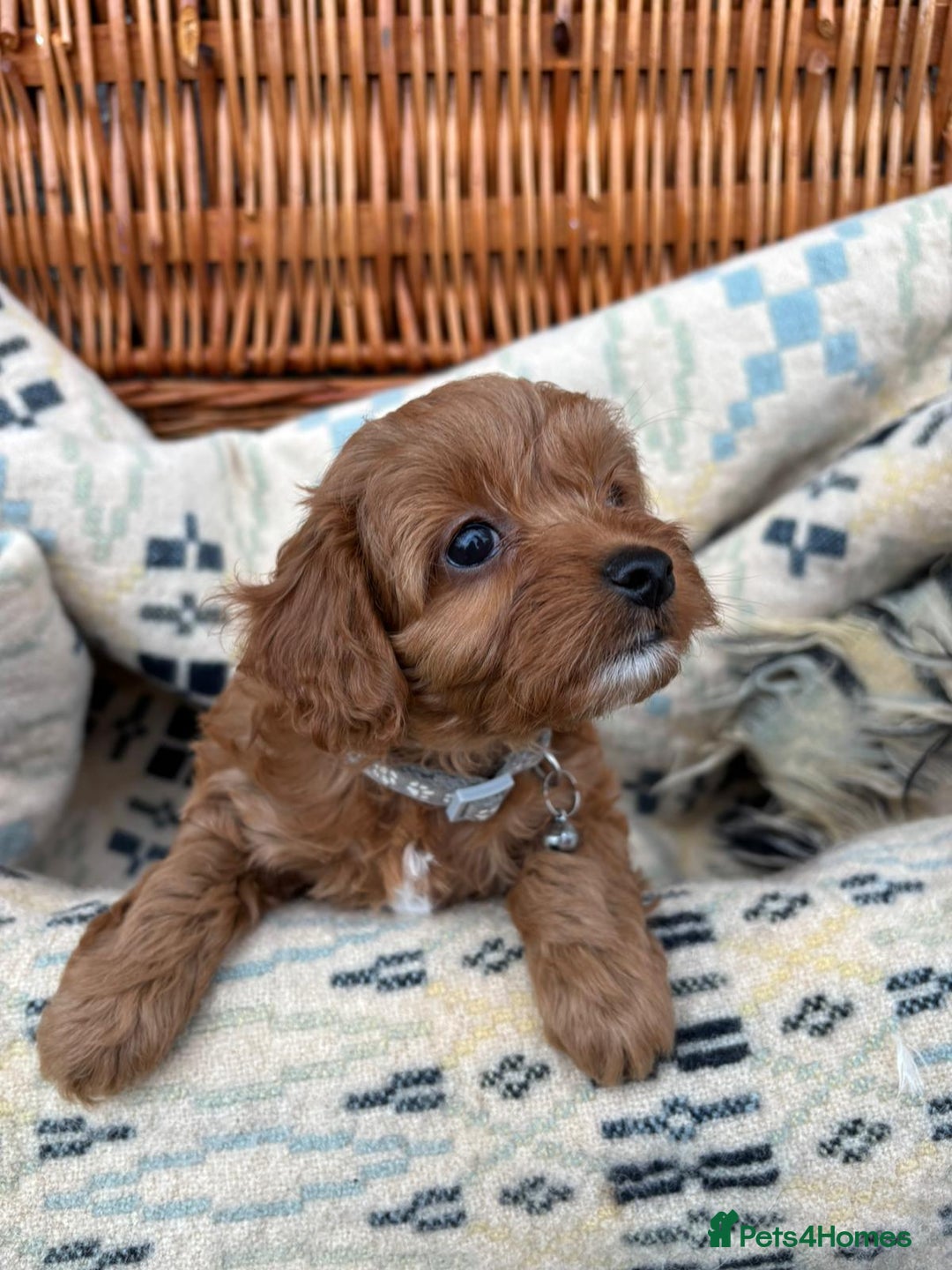 Cockapoo dogs for sale: ❤️ Tiny Deep Red Miniature F1b Cockapoo Pup's  - Image 26