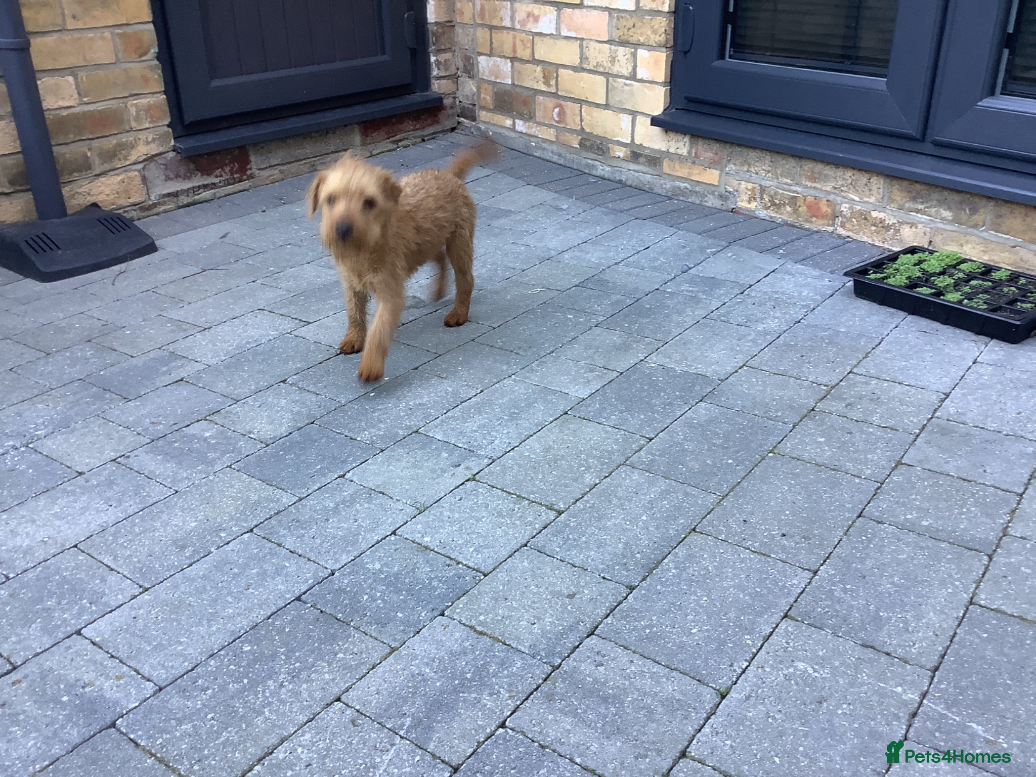 Lakeland Terrier dogs Lakeland  - Advert 7