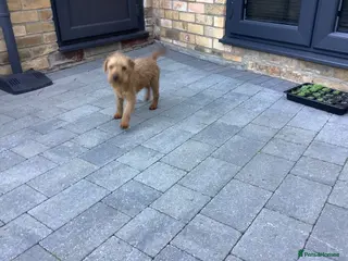 Lakeland Terrier dogs Lakeland - Advert 1