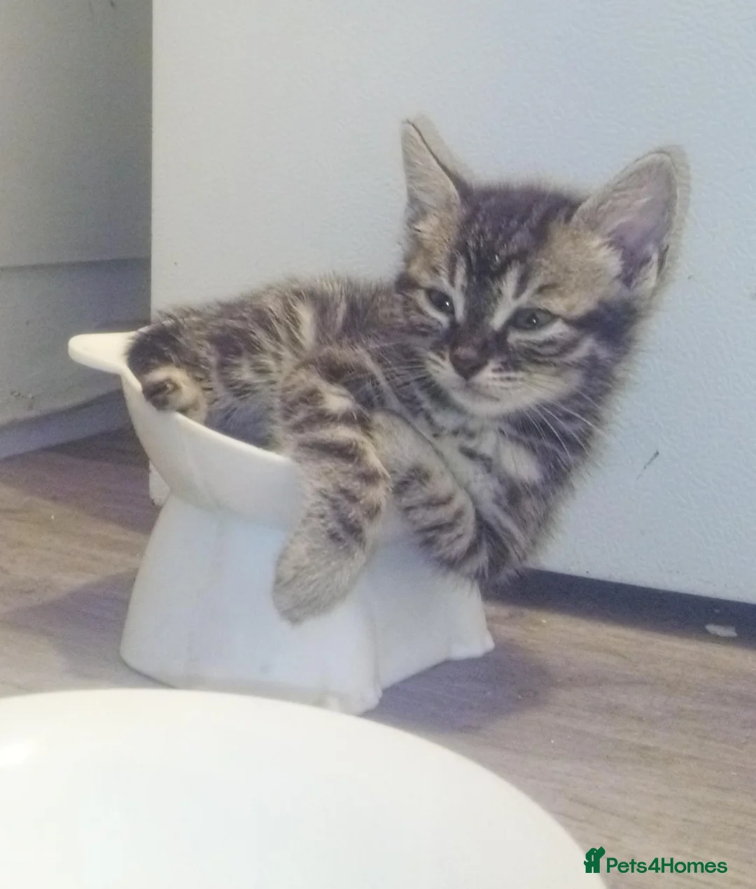 Bengal cats for sale: Pure breed and half breed bengals. - Advert 8