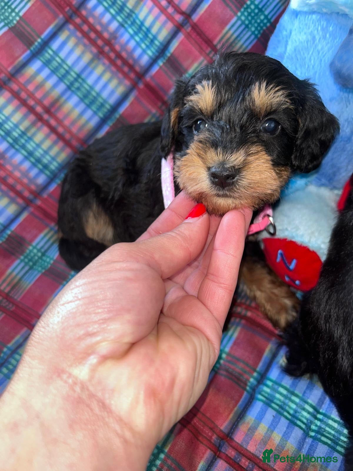 Schnoodle dogs F1 shnoodles  - Advert 1
