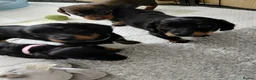 Miniature Dachshund dogs for sale: Miniature dachshund puppies  - Advert 5