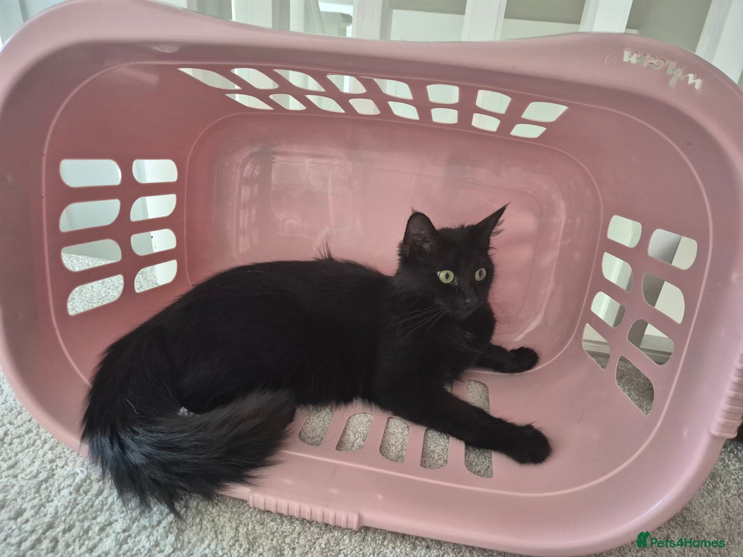 Mixed Breed cats for sale: Beautiful mixed kittens  - Image 4